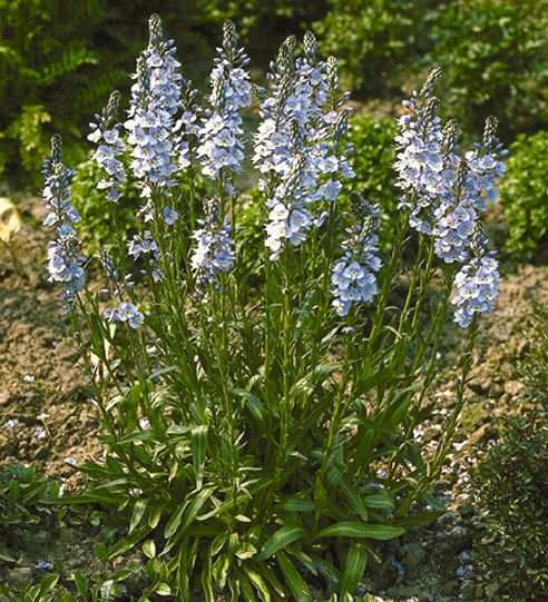 Транссексуалдар туралы қызықты деректер Тікелей әйелдің лесбиянканы қызғанышы
